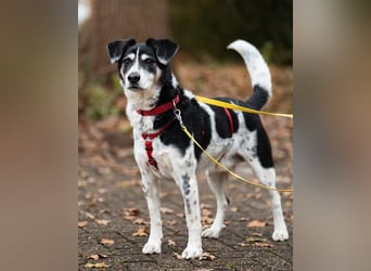 Liebster OldBoy ♥Rocky♥ wartet in 21640 Bliedersdorf auf sein so verdientes Lebensglück