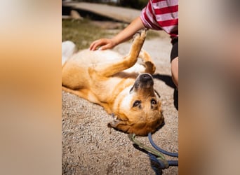 Schöne ♥ Stella ♥ aktiv und lieb, auch besonders zu Kindern