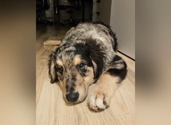 Sensibler Jungrüde ♥BALU♥ wartet schon in 59174 Kamen auf seine Für-Immer-Menschen