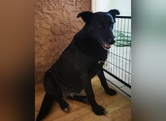 Megi ❤️ herzliche, sanfte Hunde-Seniorin