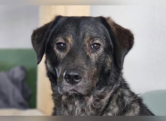 SHADOW❤️sozialer Gute-Laune-Hund wartet auf Dich in 50169 Kerpen