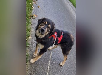 Aramis ❤️ wartet in 31812 Bad Pyrmont