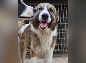 Energiebündel Jonesy - sucht Liebe und Halt