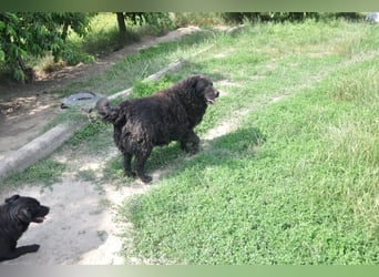 OldBoy  Đoni  sucht seine treuen Menschen