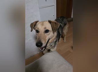 Feiner ♥Flinn♥ wartet bereits in 65191 Wiesbaden auf seine Für-Immer-Familie