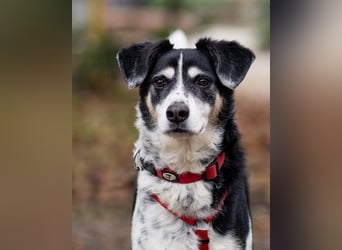 Liebster OldBoy ♥Rocky♥ wartet in 21640 Bliedersdorf auf sein so verdientes Lebensglück