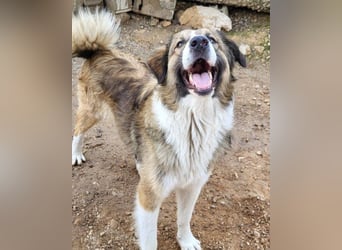 Lebensfroher Jonesy sucht Zuhause