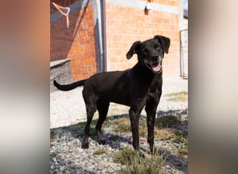 OldBoy ♥ Audi ♥ ein so lieber Schatz sucht sein verdientes Für-Immer-Körbchen