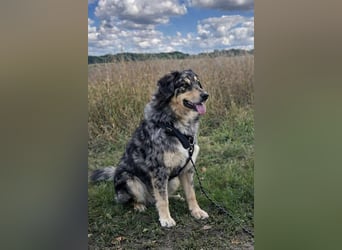 Sensibler Jungrüde ♥BALU♥ wartet schon in 59174 Kamen auf seine Für-Immer-Menschen