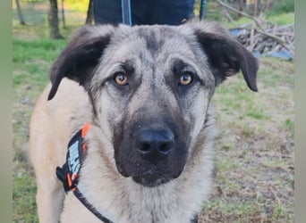 HSH-Mix YOMA❤️fröhlich, aufgeschlossen & katzenverträglich