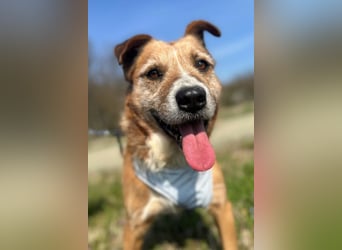 Floki ❤️ freundlicher & so menschenbezogener Familienhund