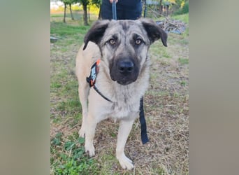 HSH-Mix YOMA❤️fröhlich, aufgeschlossen & katzenverträglich