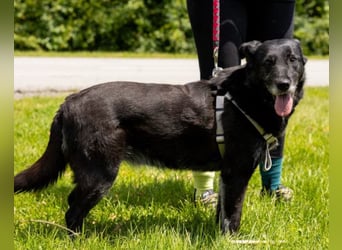 OldLady Gita ♥️ die pure Herzenshündin