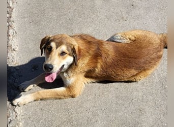 Luki ❤️ aufgeschlossener, lieber Junghund!