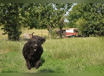 OldBoy  Đoni  sucht seine treuen Menschen