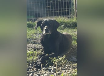 OldBoy ♥ Audi ♥ ein so lieber Schatz sucht sein verdientes Für-Immer-Körbchen