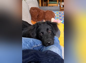 JUNAK❤️bezaubernder Wuschelkopf wartet schon in 71563 Affalterbach
