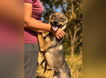 Freundliche Elsa sucht ihre Menschen