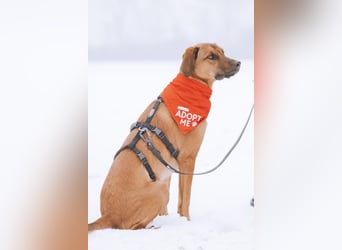 Notfell LASKO❤️in 22559 Hamburg, dringend Für-Immer-Zuhause gesucht