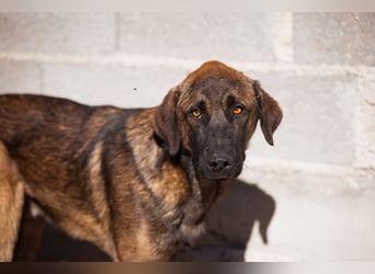 Pico ❤️ junger verschmuster, liebevoller Rüde