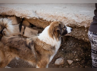 Energiebündel Jonesy - sucht Liebe und Halt Energiebündel Jonesy - sucht Liebe und Halt