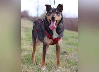 Schatz Teri: sehr freundlicher Gefährte