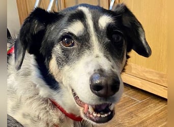 Liebster OldBoy ♥Rocky♥ wartet in 21640 Bliedersdorf auf sein so verdientes Lebensglück