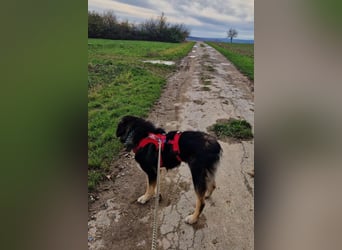 Aramis ❤️ wartet in 31812 Bad Pyrmont