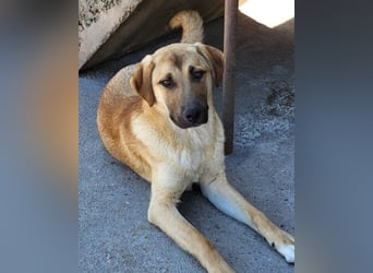 SCHLAUBI❤️smarter, kluger und entzückender Fellnasen-Fratz!