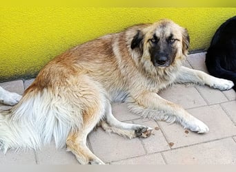 Mix-Hündin ♥ Mandy ♥ ein zauberhaftes, liebes, soziales Wesen