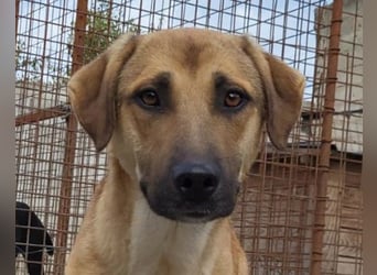 SCHLAUBI❤️smarter, kluger und entzückender Fellnasen-Fratz!