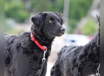 Noa ❤️ freundlich + super aufgeschlossen + katzenverträgl.!
