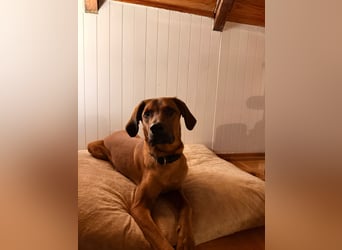 charmanter LASKO❤️in 22559 Hamburg, dringend Für-Immer-Zuhause gesucht