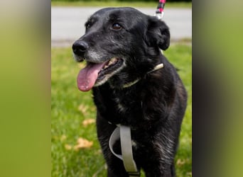 OldLady Gita ♥️ die pure Herzenshündin