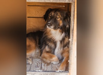 Bogo ♥️ ungeschliffener Schatz auf 4Pfoten