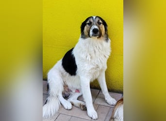 Liebster ♥ Lenni ♥ großer freundlicher sozialer Schmuse-Bub