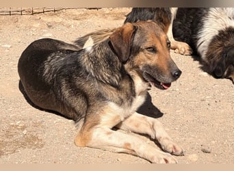 ROBI❤️zauberhafter, lieber Hundejunge - zurückhaltend und sozial