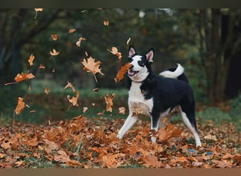 Lebensfroher Chico sucht seine Menschen