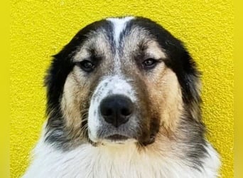 Liebster ♥ Lenni ♥ großer freundlicher sozialer Schmuse-Bub