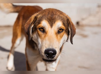 Luki ❤️ aufgeschlossener, lieber Junghund!