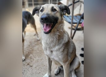 Beauty ♥ Fly ♥ herzliche, treue Fellfreundin