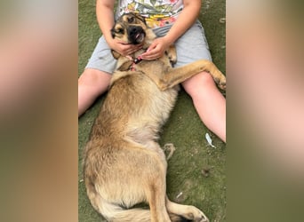 Familien-Mix-Rüde ♥Marco♥ ein Herz von Hund; liebt auch Kinder und Katzen