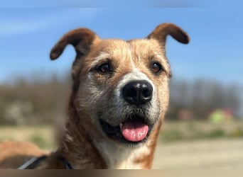 Floki ❤️ freundlicher & so menschenbezogener Familienhund