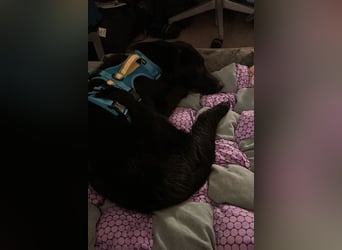 Cosmo - junger charmanter Schäfi-Mix-Bub wartet bereis in 55116 Mainz