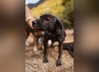 Goldstück  Daisy - eine wundervolle Seele von Hündin