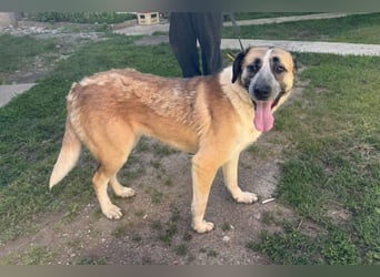 Liebste ♥ Tina ♥ aktive und kinderfreundliche Familienhündin