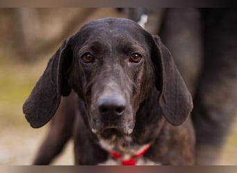 Pointer-Mix-Lady Daria: ein Herz aus Fell