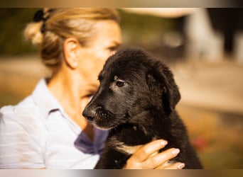 Cosmo - junger charmanter Schäfi-Mix-Bub