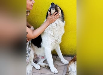 Liebster ♥ Lenni ♥ großer freundlicher sozialer Schmuse-Bub