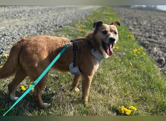 Floki ❤️ freundlicher & so menschenbezogener Familienhund